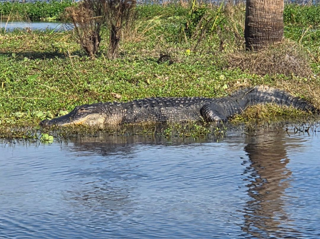 AirBoat Rides at Midway-Christmas必去景点