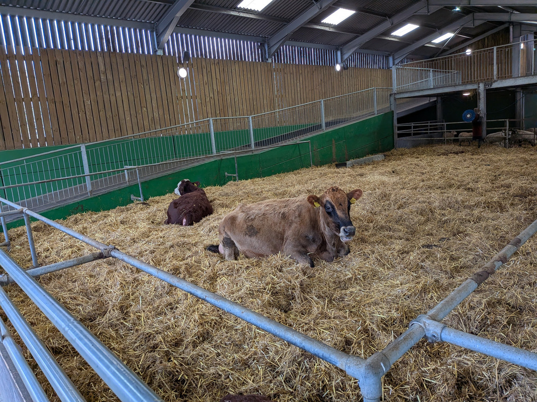Bocketts Farm Park-莱瑟黑德必去景点