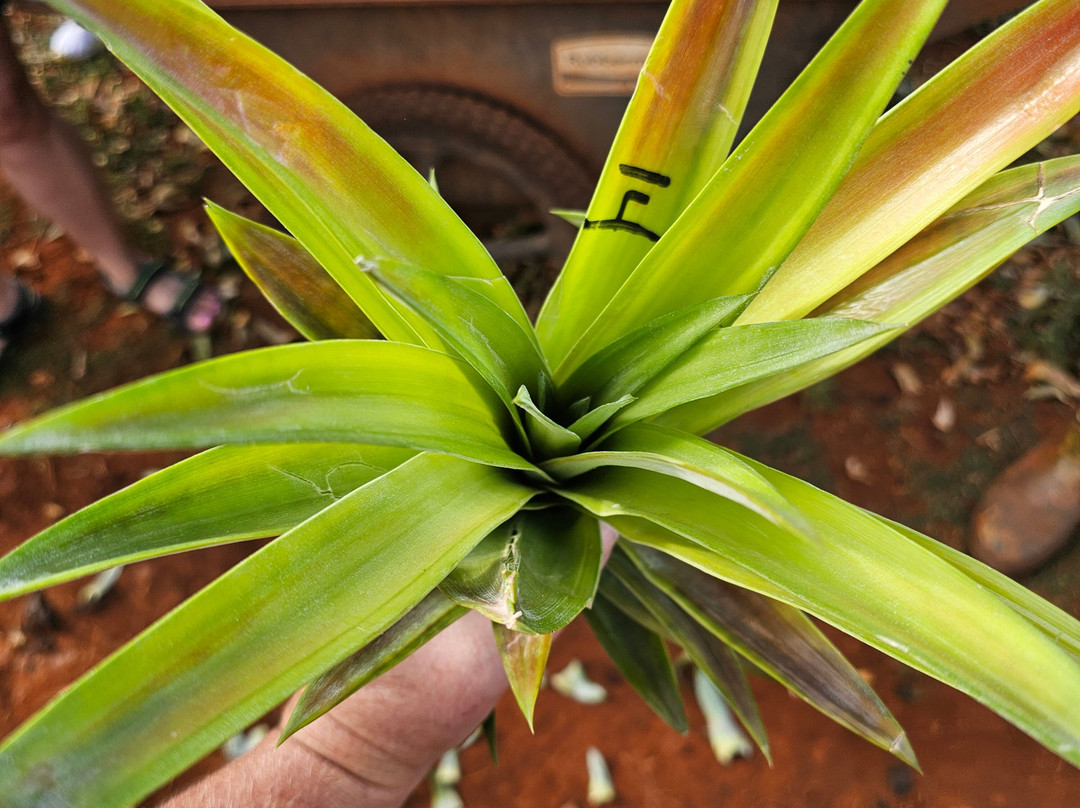 Sugarloaf Pineapple Farm-基拉韦厄必去景点