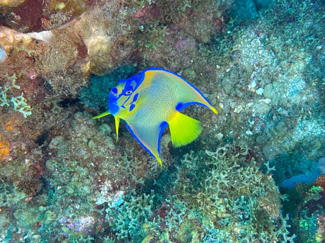 Donny's Watersports-Pointe Michel必去景点