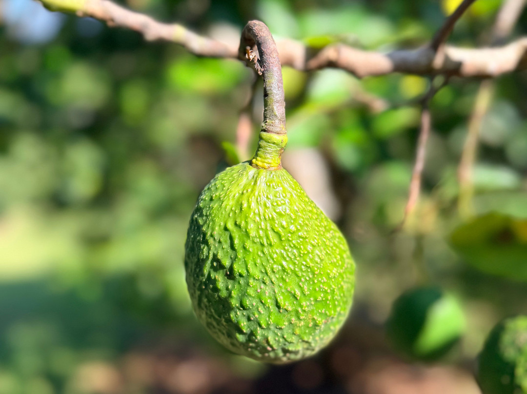 Mauna Kea Tea-霍诺卡阿必去景点
