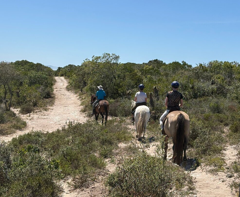 Papiesfontein Beach Horse Trails-杰佛瑞湾必去景点