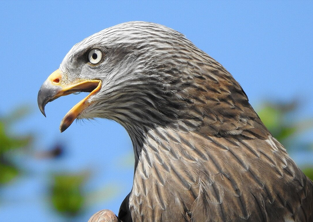 Parc Animalier et Botanique de Branféré-Le Guerno必去景点