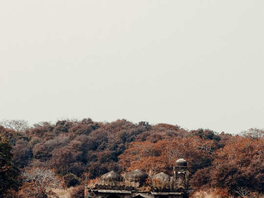 Ranthambore Tiger Safari Experience-Ranthambhore Fort必去景点