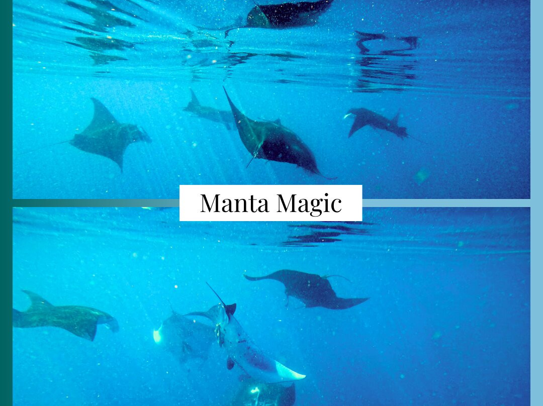 Dive Academy Fiji-Waiyevo必去景点