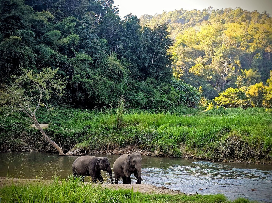 Pon Elephant Thailand-清迈必去景点