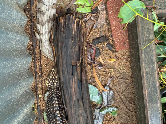 Selina Magnetic Island & The Koala Park-Horseshoe Bay必去景点