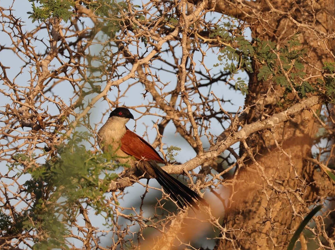 Gambian Bird Guide Ansuman Drammeh -  Best Boy Tours-塞瑞库达必去景点