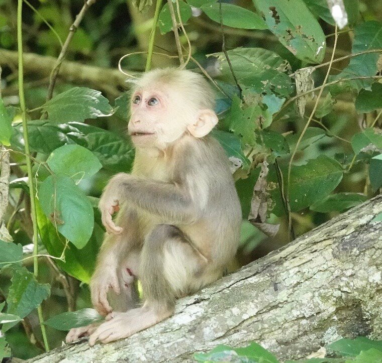 Kaeng Krachan National Park-碧差汶必去景点