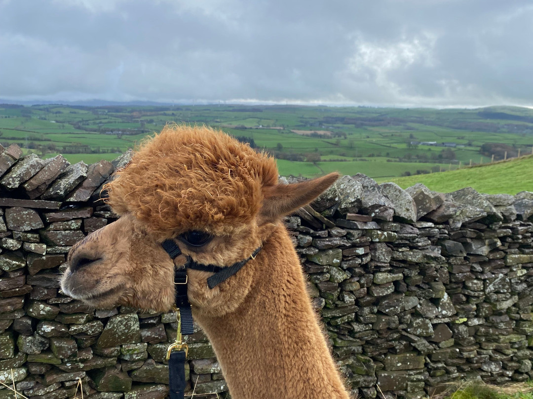 Wreay Syke Alpacas-肯德尔必去景点