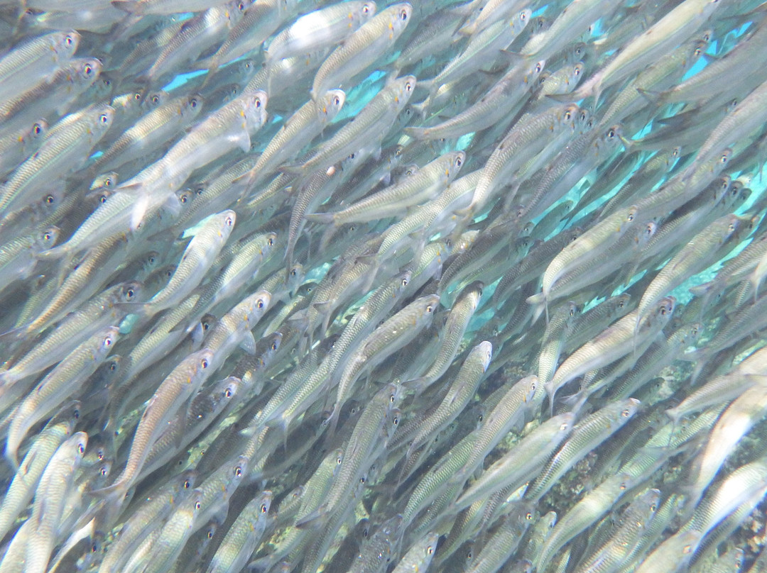 Napaling Reef-Panglao必去景点