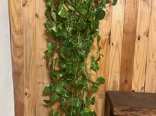 Sítio das Abelhas-Taquara必去景点