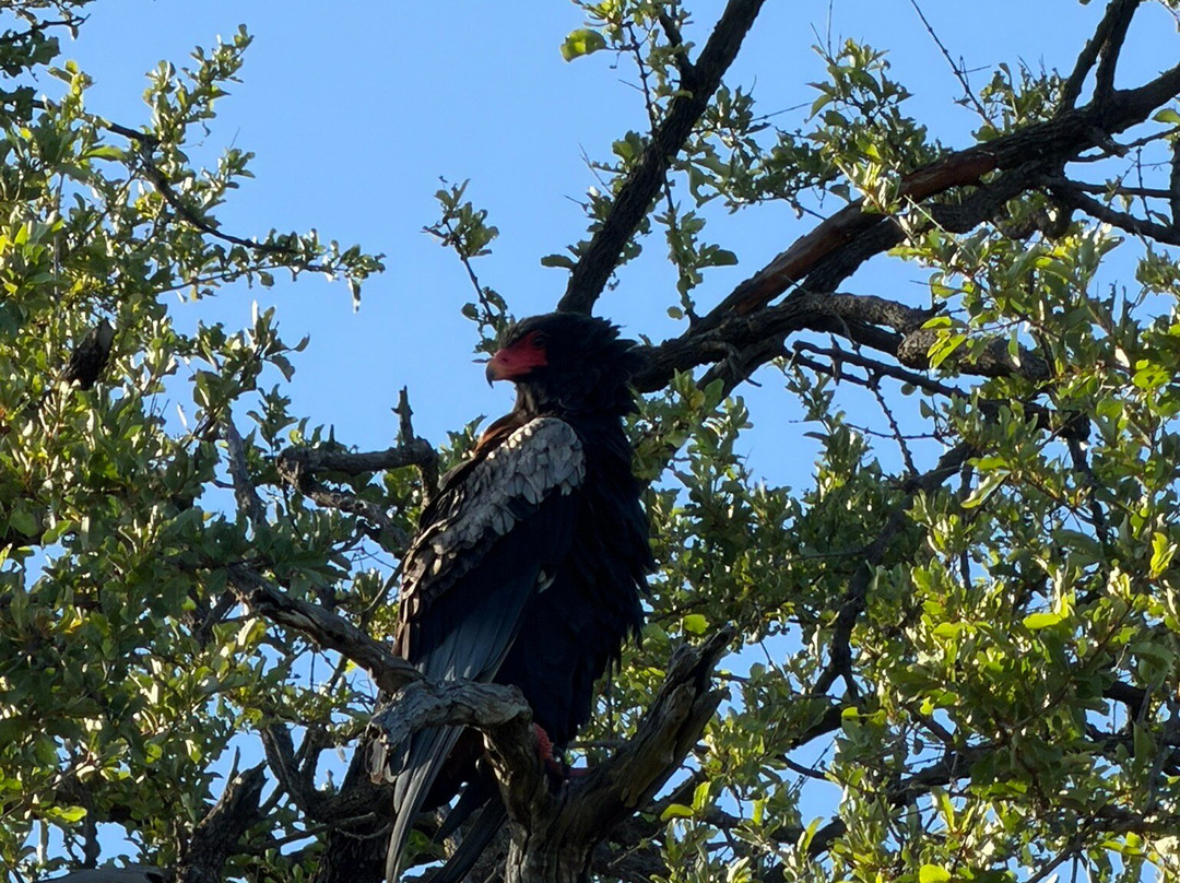 Bushveld Terrace Safari Hotel, Lodge & Spa主图