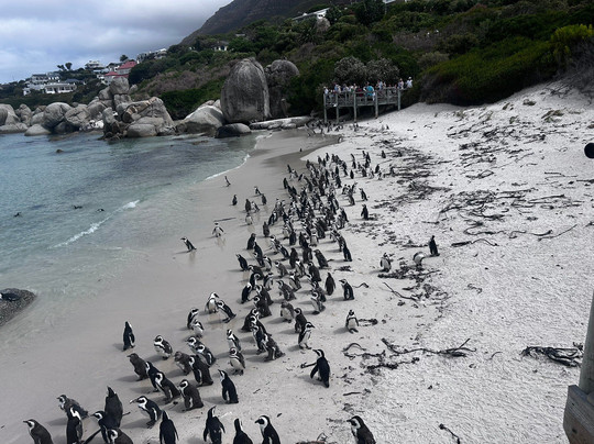 Grapes of Good Hope-开普敦必去景点