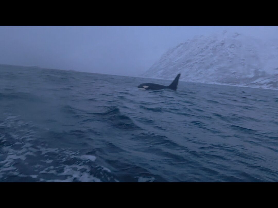 Whale2Sea-Andenes必去景点