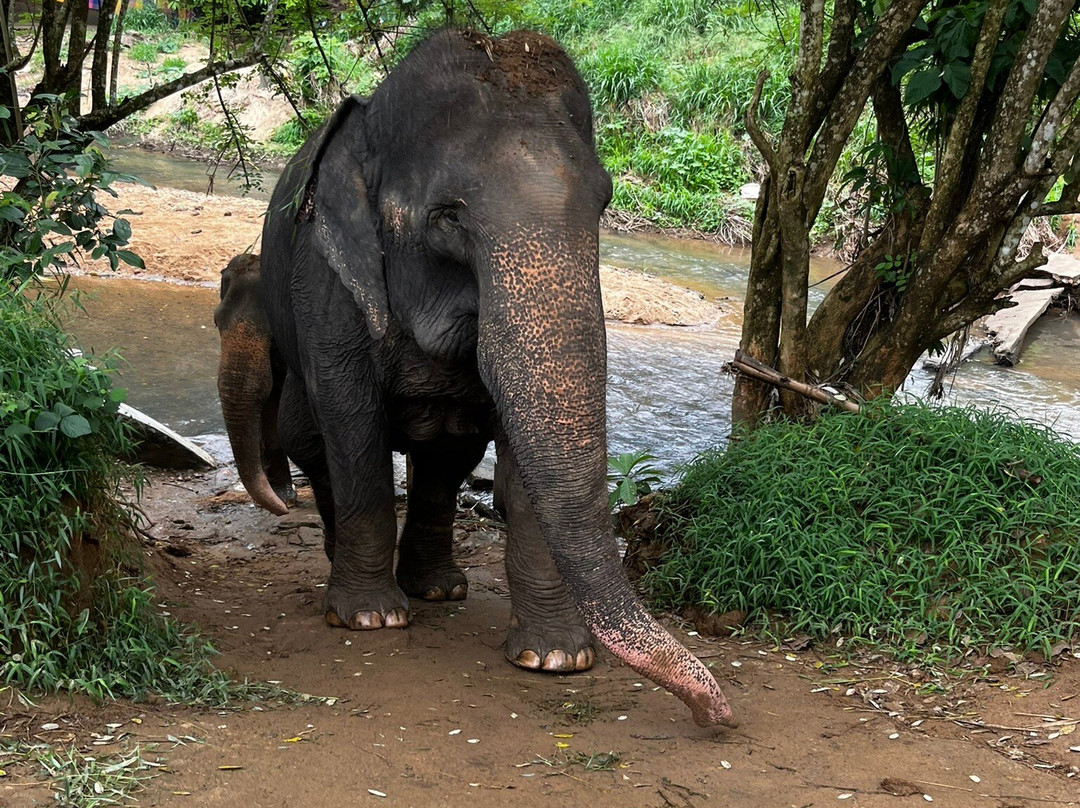 Elephant Freedom Project-凯格勒 必去景点