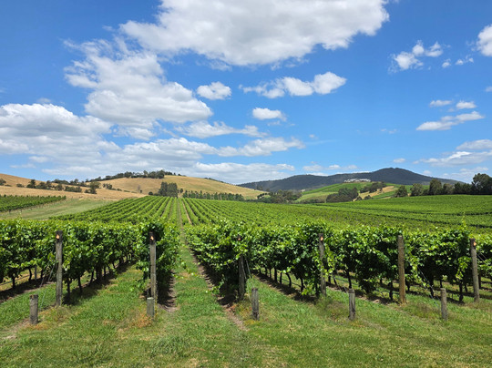 Local Way Tours-墨尔本必去景点