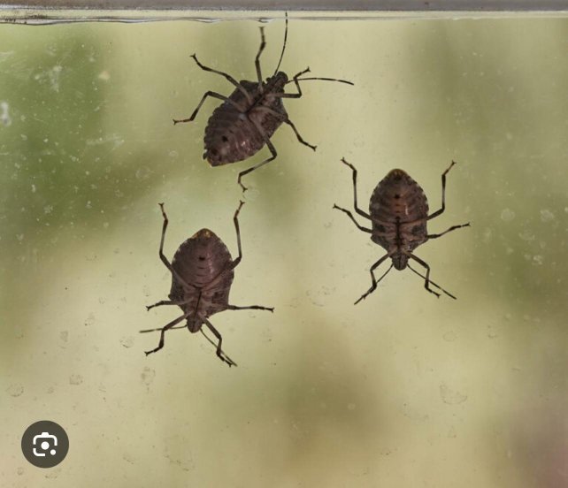 伊卡朗基餐厅乡村酒店-官方