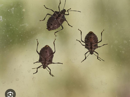 伊卡朗基餐厅乡村酒店主图