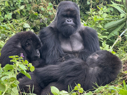 Rwanda Gorilla Trek - Day Tours-Huye必去景点