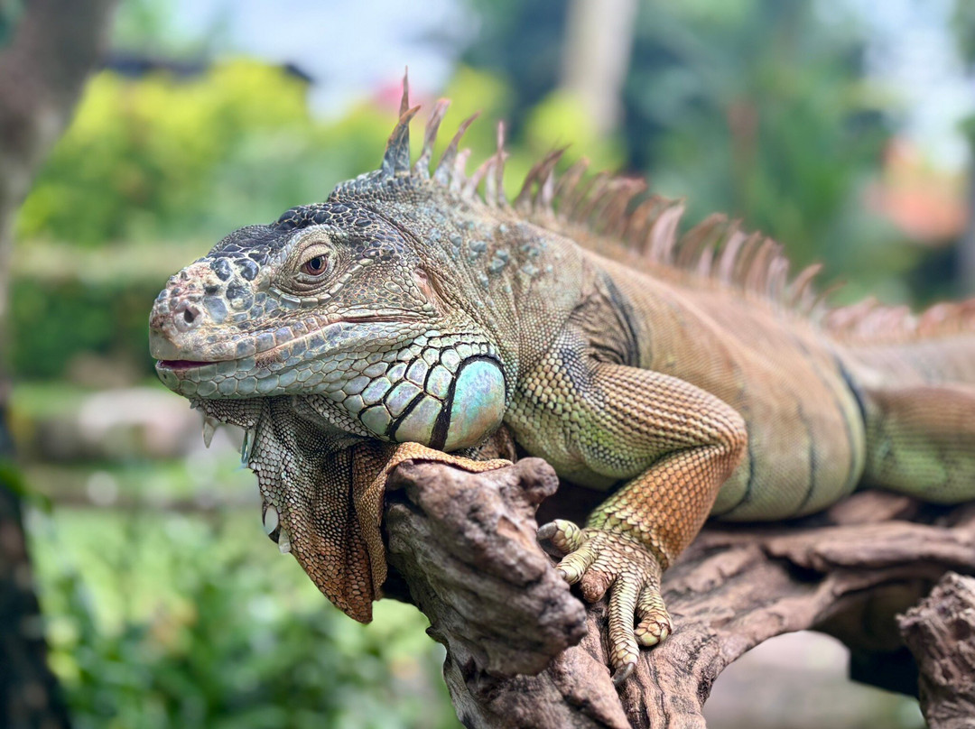 Hidden Mini Zoo Bali-Guwang必去景点