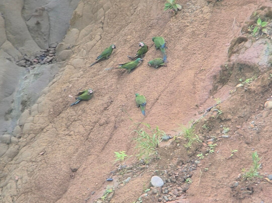 Peru Amazon Expeditions-Manu必去景点