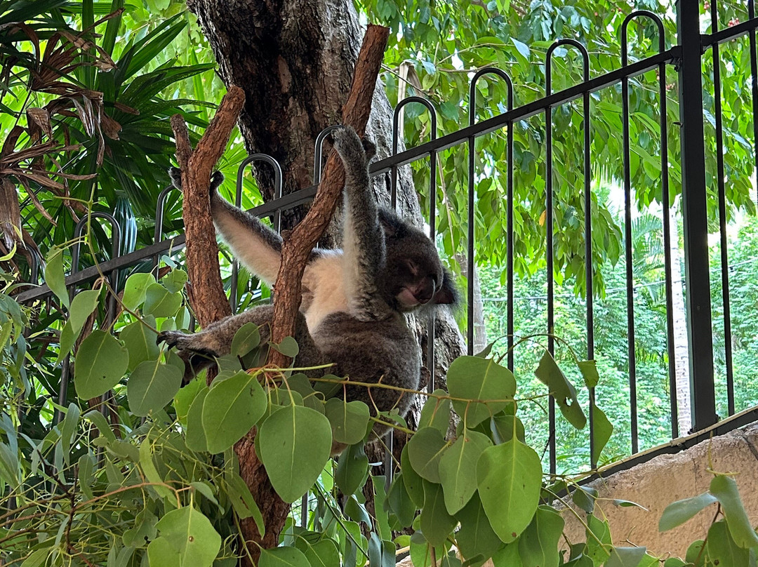 汉密尔顿岛野生动物世界-汉密尔顿岛必去景点