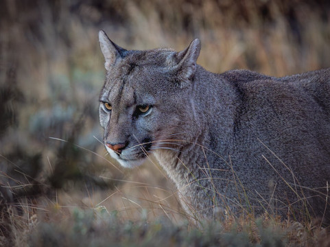 Wild Frames Chile-纳塔莱斯港必去景点