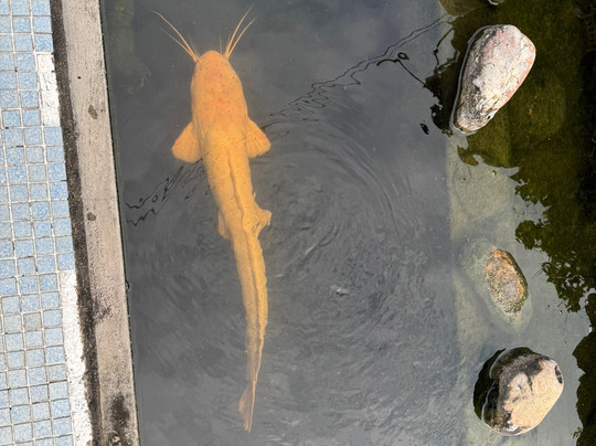 Binh Thuy Ancient House-芹苴必去景点