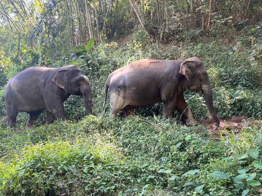 Elephant Steps Chiang Rai-清莱必去景点