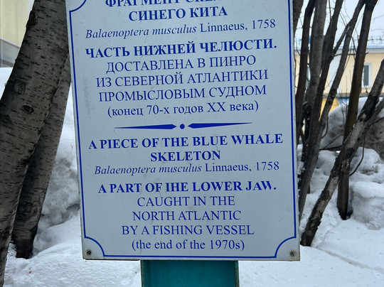 The Lower Jaw of a Blue Whale-摩尔曼斯克必去景点