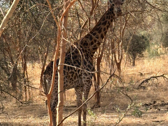 Reserve De Bandia-Saly必去景点