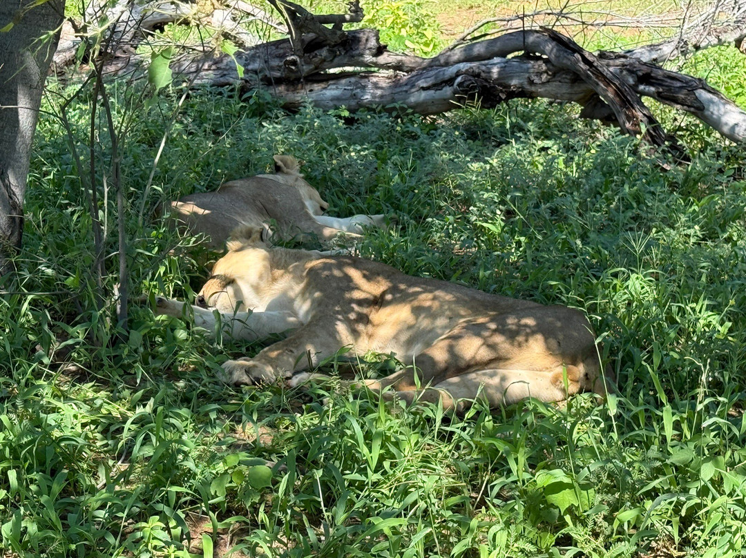 Bushtracks Africa Day Tours-李文斯顿必去景点