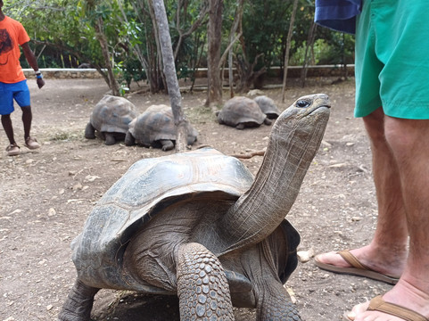 Stingray City-安提瓜必去景点