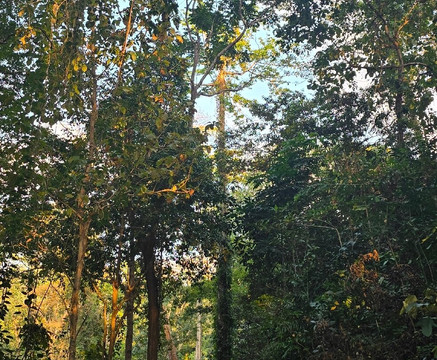 Chidiyatapu Biological Park-布莱尔港必去景点