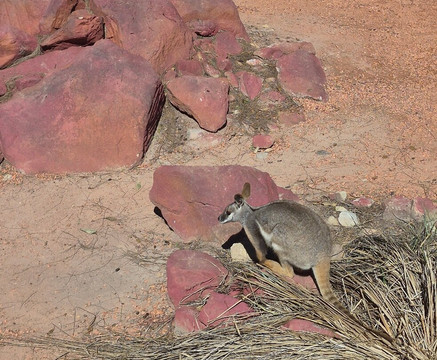 澳大利亚爬行动物园-Somersby必去景点