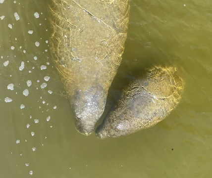 Manatee Center-匹尔斯堡必去景点