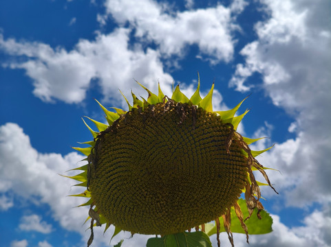 Vinícola Don Giovanni-Pinto Bandeira必去景点