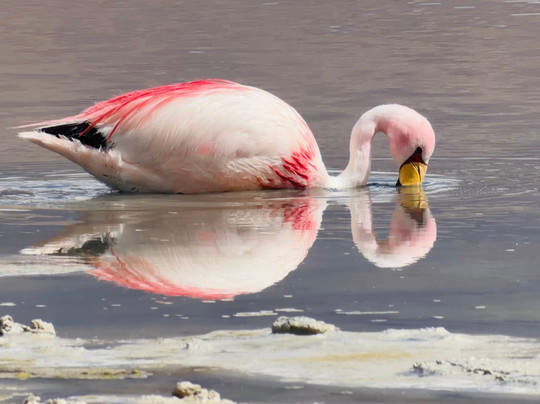 Jallalla Bolivia Tours-Villazon必去景点