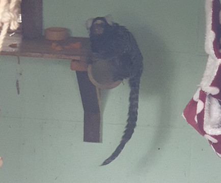 怀特岛动物园-桑当必去景点