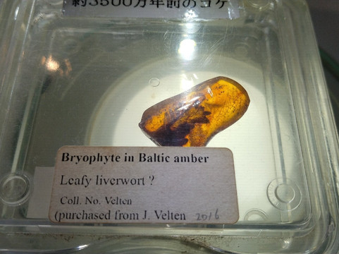 Hattori Botanical Laboratory-日南市必去景点