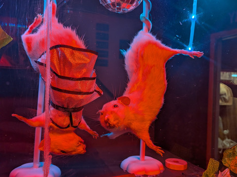 The Museum Of Curiosities-诺丁汉必去景点