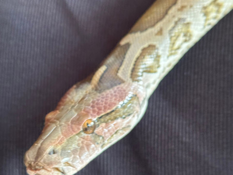 Snake Farm Weligama (Traditional Farm)