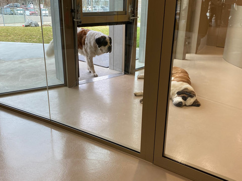 Barryland - Musée et chiens du St-Bernard-马蒂尼必去景点