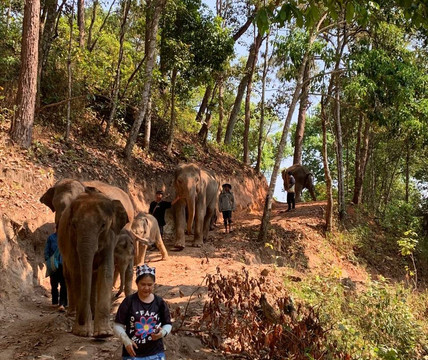 Elephant Freedom Village-清迈必去景点