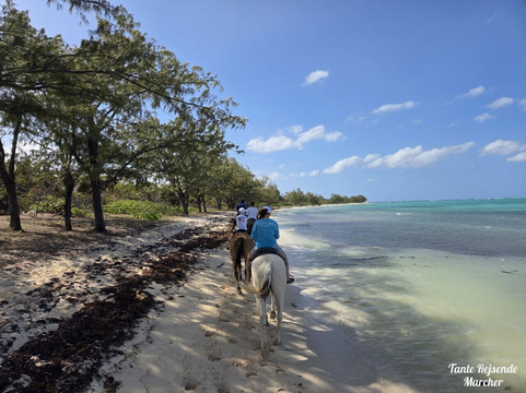 Pampered Ponies, Limited-西湾必去景点