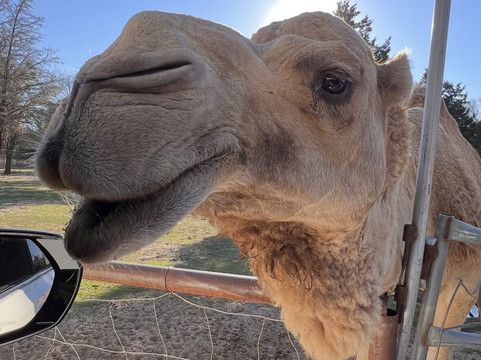 Rocky Ridge Drive Thru Safari-Eustace必去景点