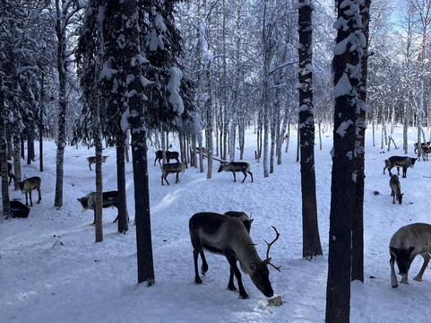 Skumsiida-Purnuvaara必去景点