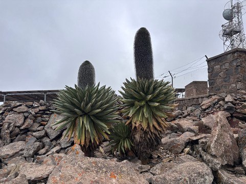 Bale Mountains Trekking Tours-Bale Robe必去景点