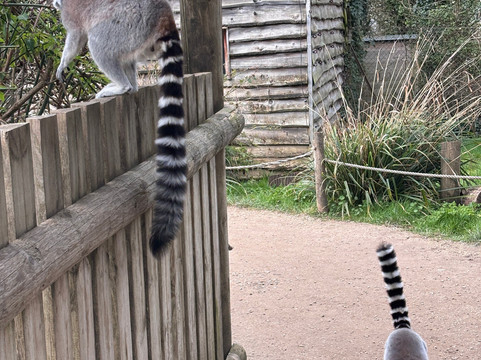 Bristol Zoo Project-Easter Compton必去景点